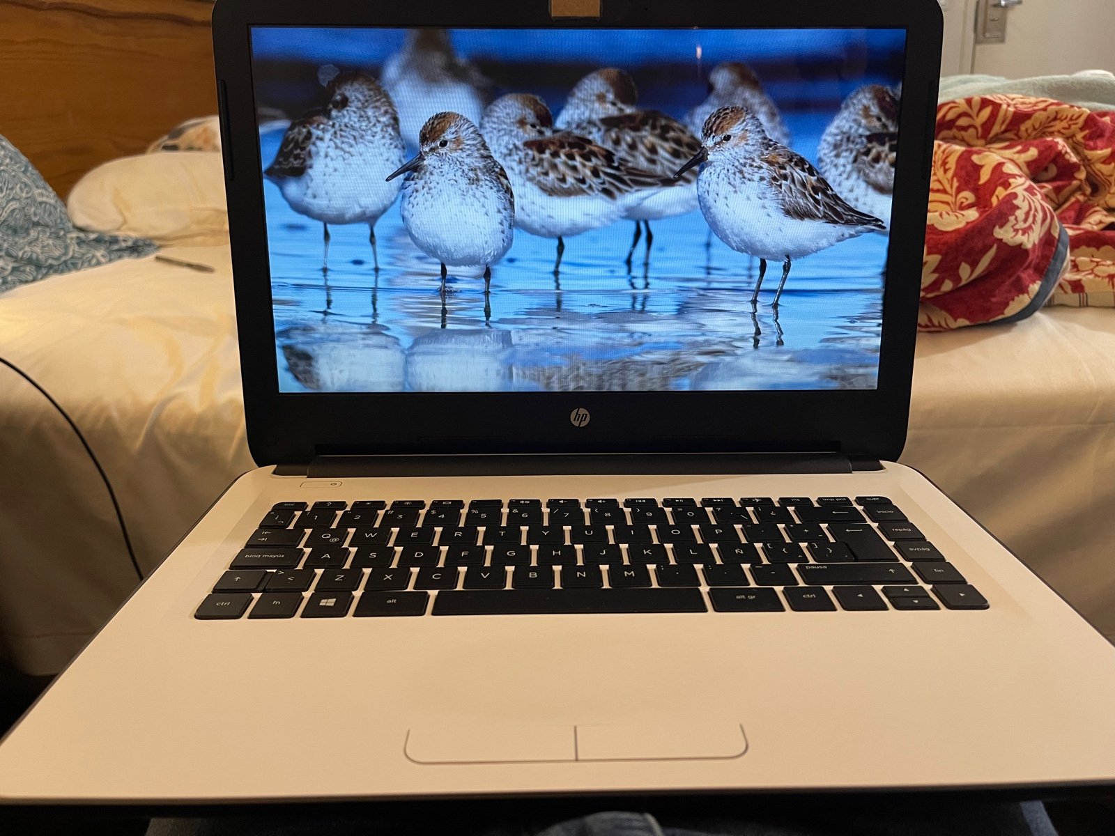 HP Laptop White