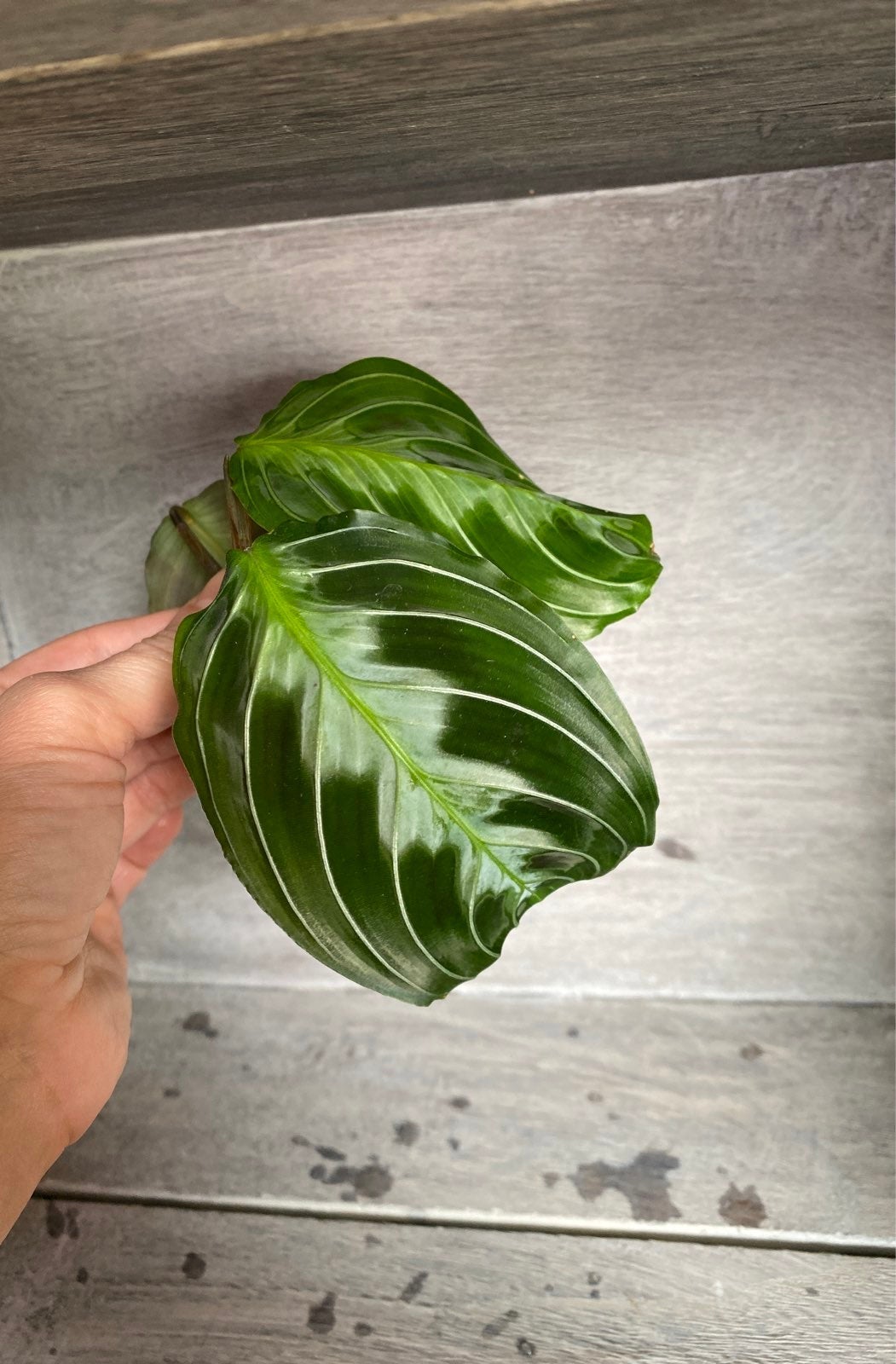 Black Maranta massangeana prayer plant ~lushmaranta~
