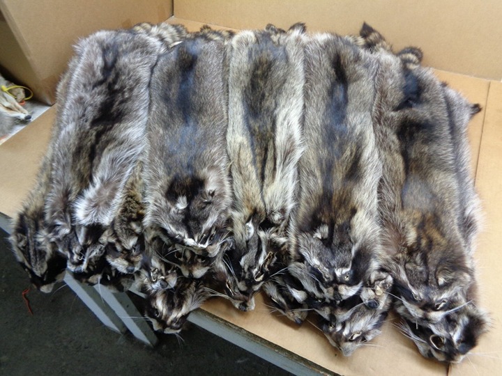 #1 XXL Professionally Tanned Raccoon Hide - Premium Fur for Taxidermy & Crafts