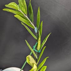 ZZ (Zamioculcas zamiifolia) Variegated