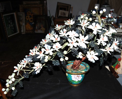 Bonsai