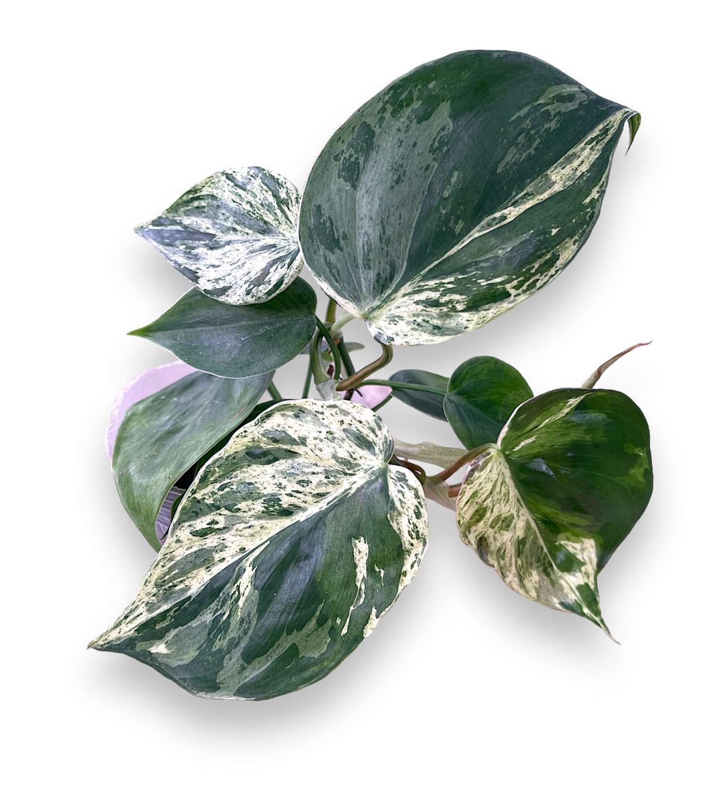 Philodendron Heart Leaf Variegated