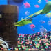 Live Ozelot Sword in Driftwood Log~Live aquarium plants