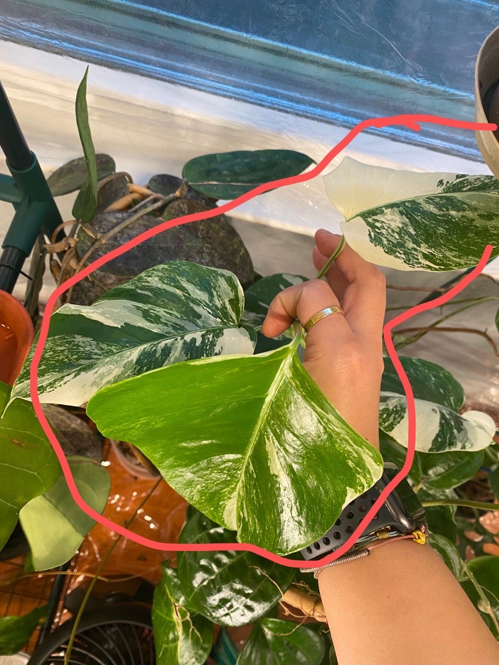 Monstera albo top 3 high variegation leaves cutting with aerial root