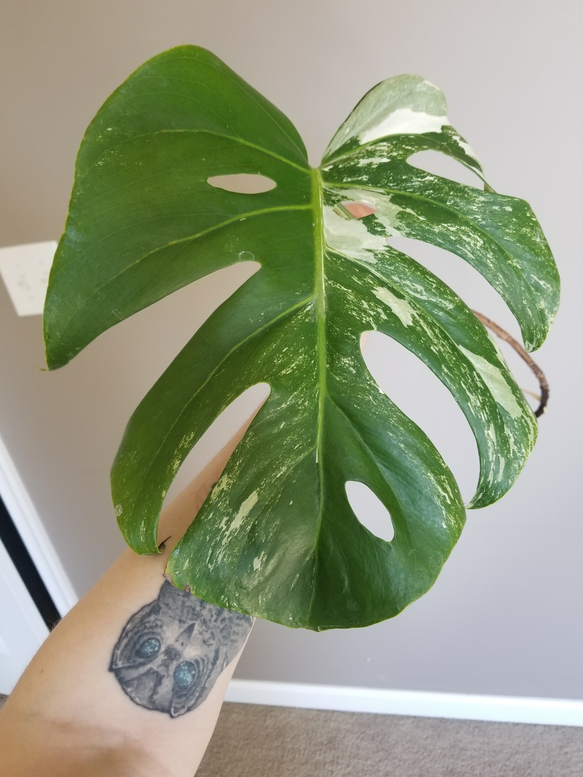 Monstera albo with new growth