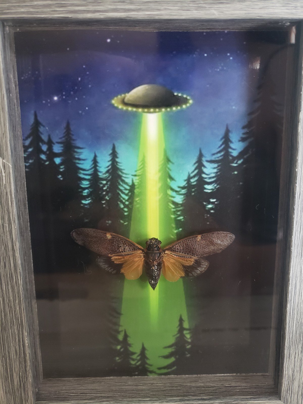 Cicada framed picture print ufo alien wall art uap forest nerd love gift cool