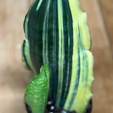 Whales Fin Sansevieria Variegated