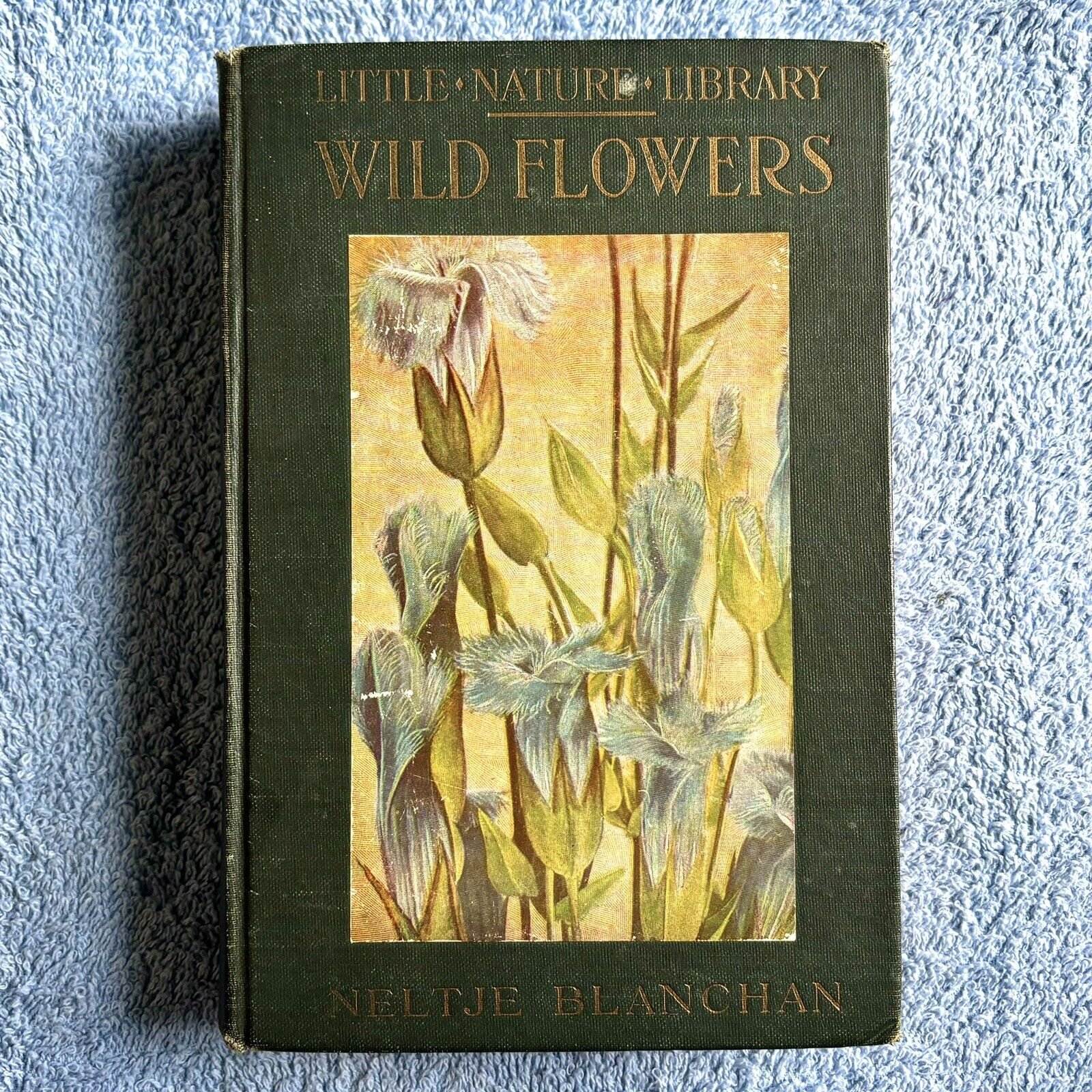 Little Nature Library Wildflowers Worth Knowing Neltje Blanchan Hardcover Book