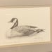 Vintage Framed Prints Waterfowl by Jon D Bailey-Pair Canada Goose & Pintail