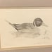 Vintage Framed Prints Waterfowl by Jon D Bailey-Pair Canada Goose & Pintail