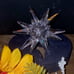 Swarovski Candle holder