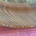 Vintage Large Mushroom Embroidery 3D Effects