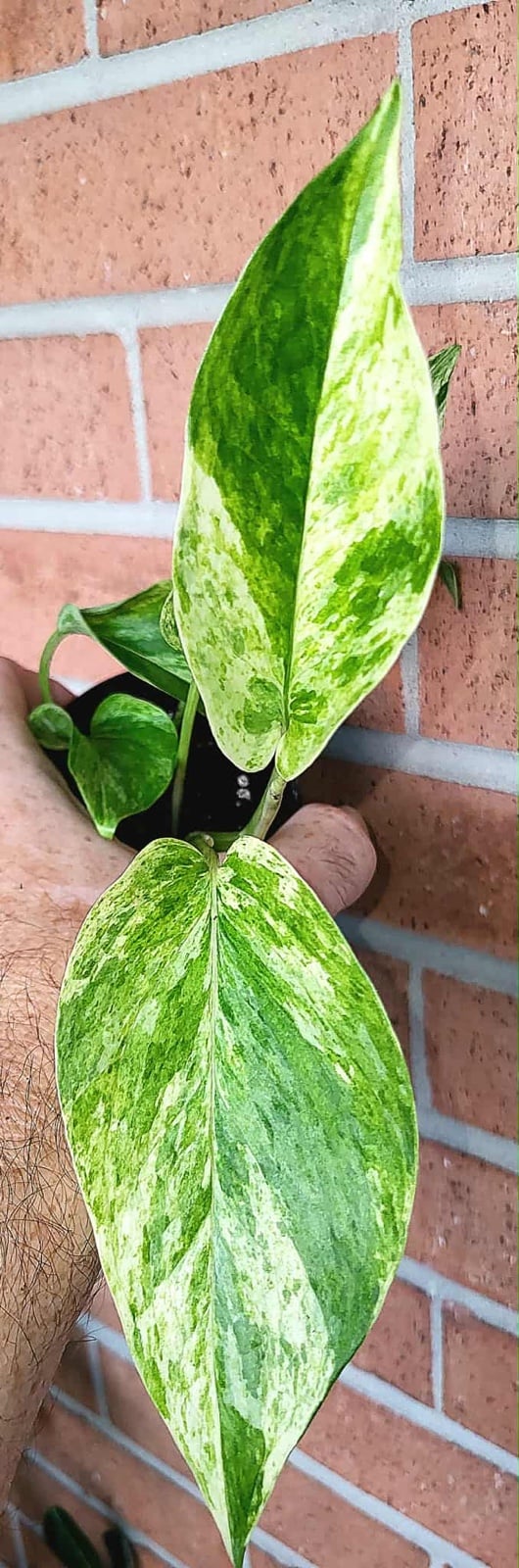 4” Thai NoID Pothos