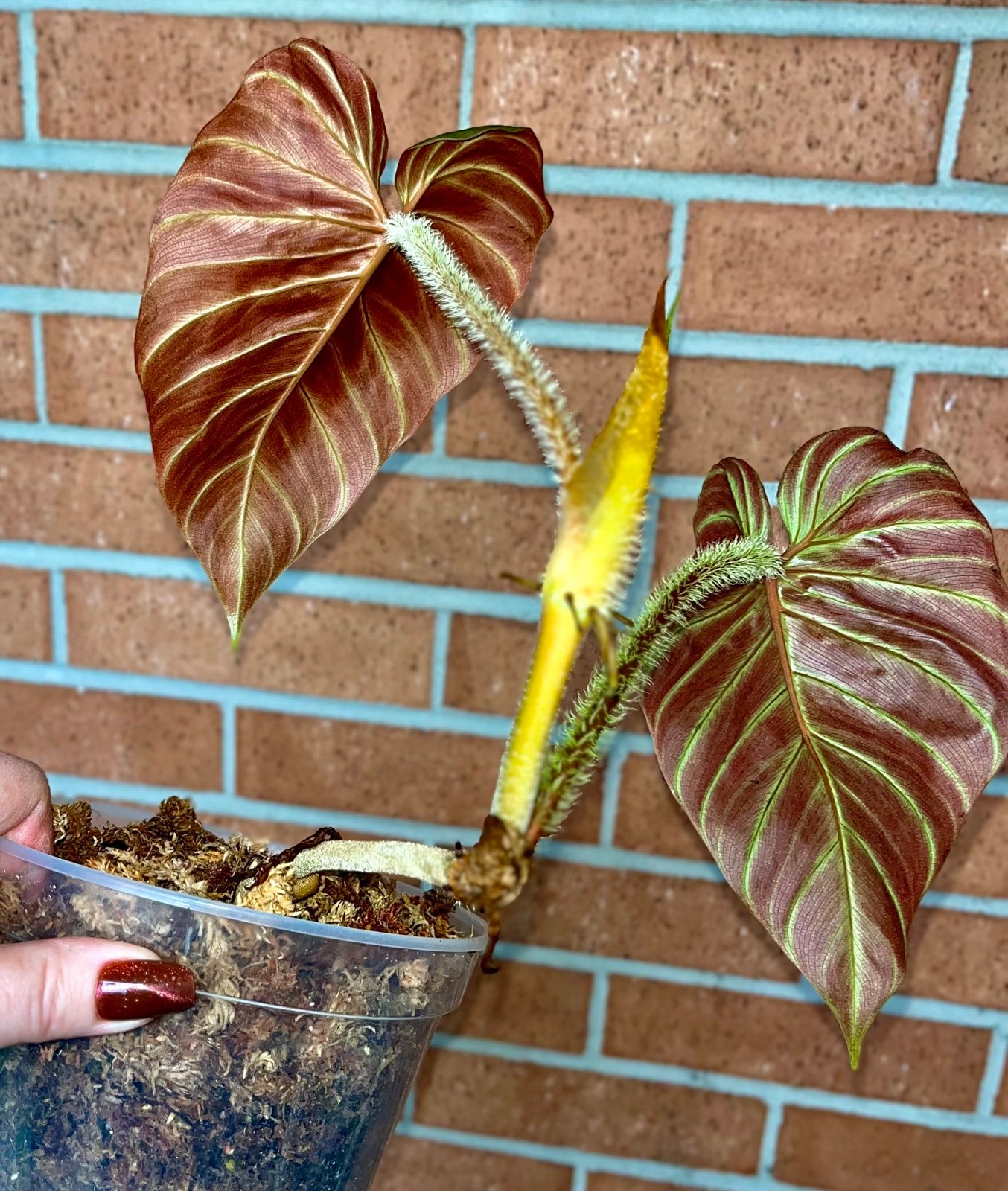 Philodendron Titanium (Verrucosum x Serpens)