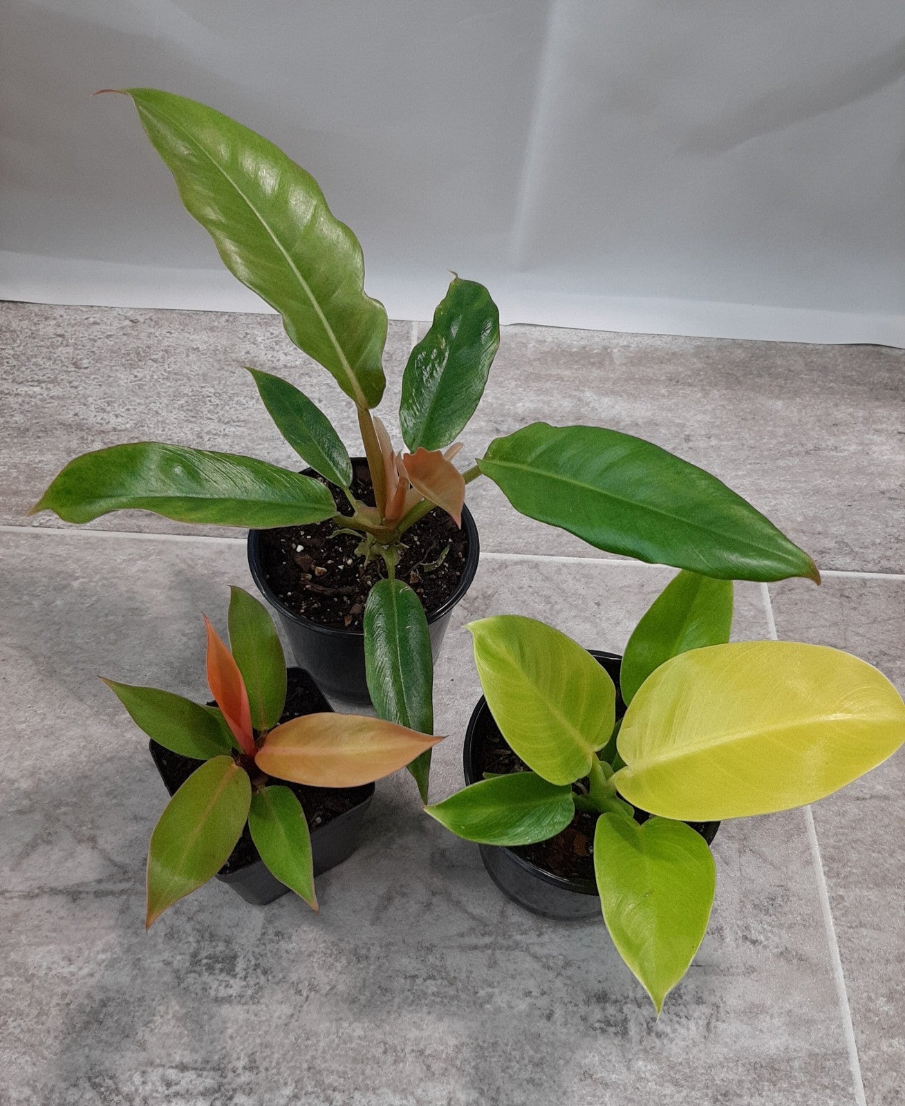 Philodendron 3plant boundle.prince of Orange,Jungle Boogie, Moonlight