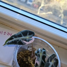 Alocasia bambino tri color fully rooted. Second pic is mom.