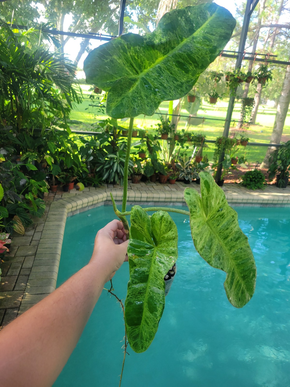 Xl paraso verde