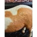Breyer Traditional Misty of Chincoteague Palemino Pinto Pony