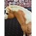 Breyer Traditional Misty of Chincoteague Palemino Pinto Pony