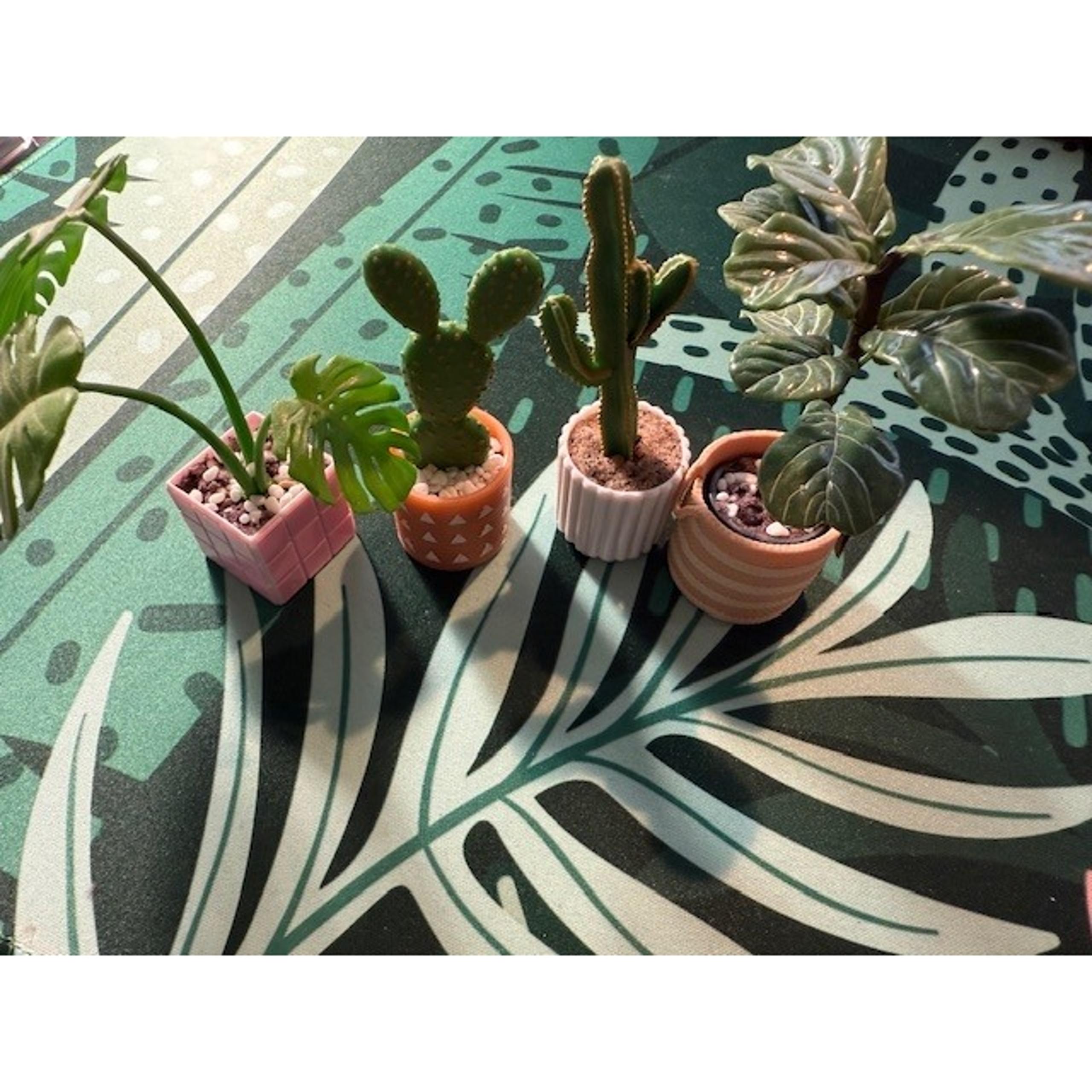 Huge Mini Brands Miniature Potted Plants Set Cactus Monstera Fiddle Leaf Fig