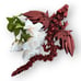 Winged Rose Dragon
