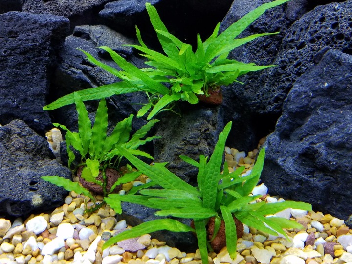 JavaOnLava - Java Fern 3-Pack Underwater Live Aquatic Plant Set