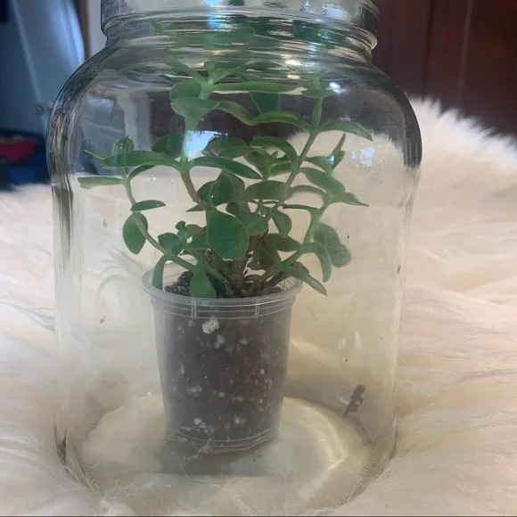 Terrarium container