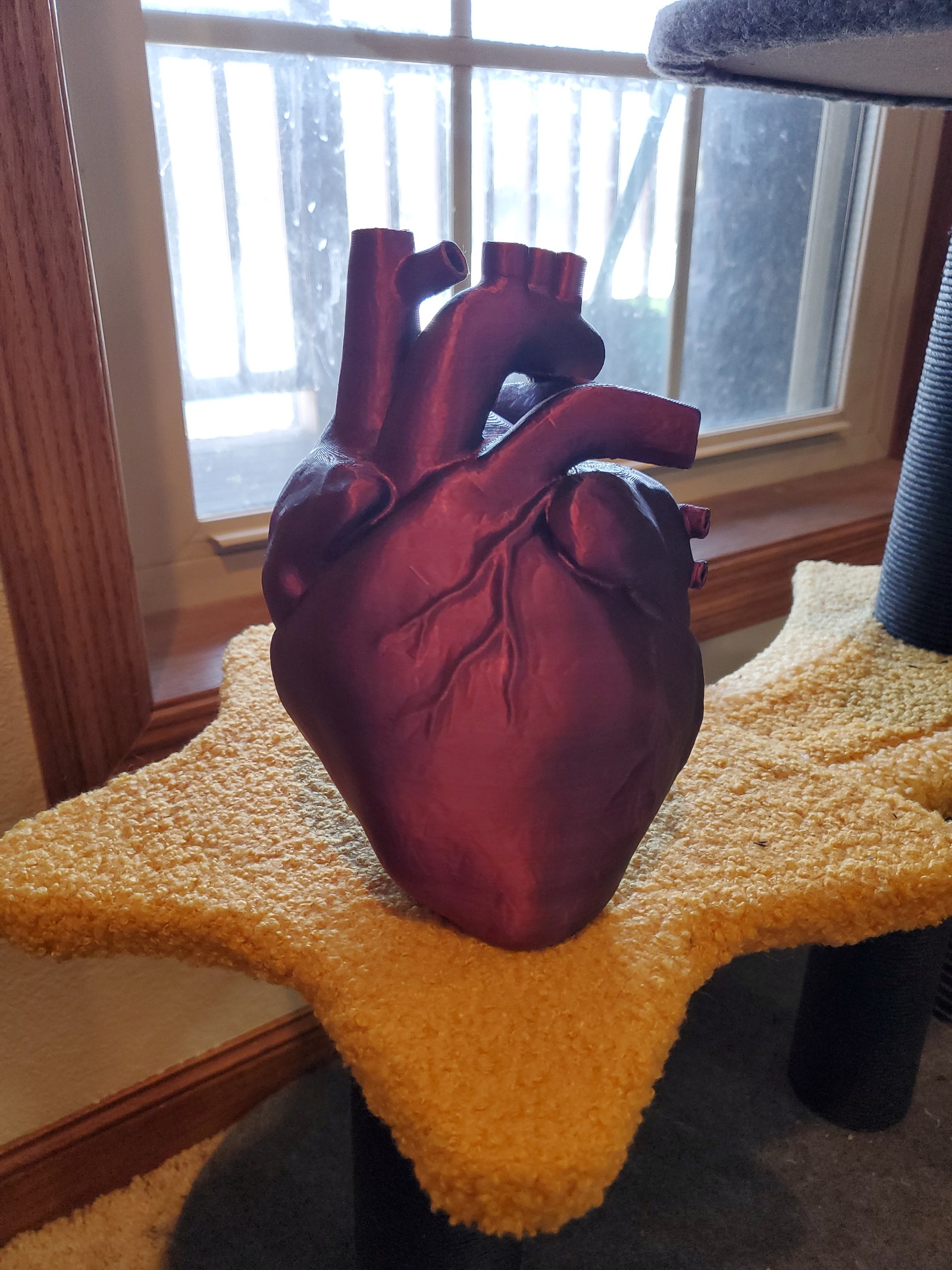 3d printed Anatomical Heart Vase, duochrome, duocolor