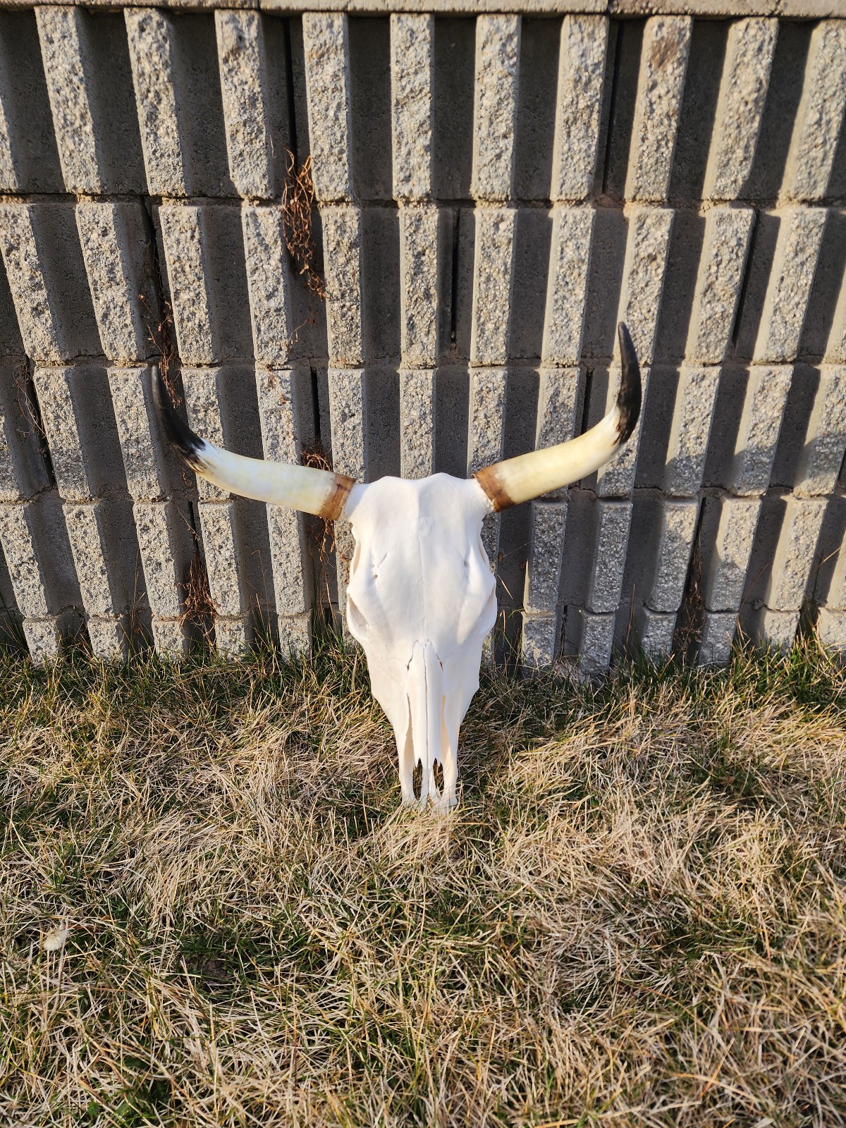 Cowskull