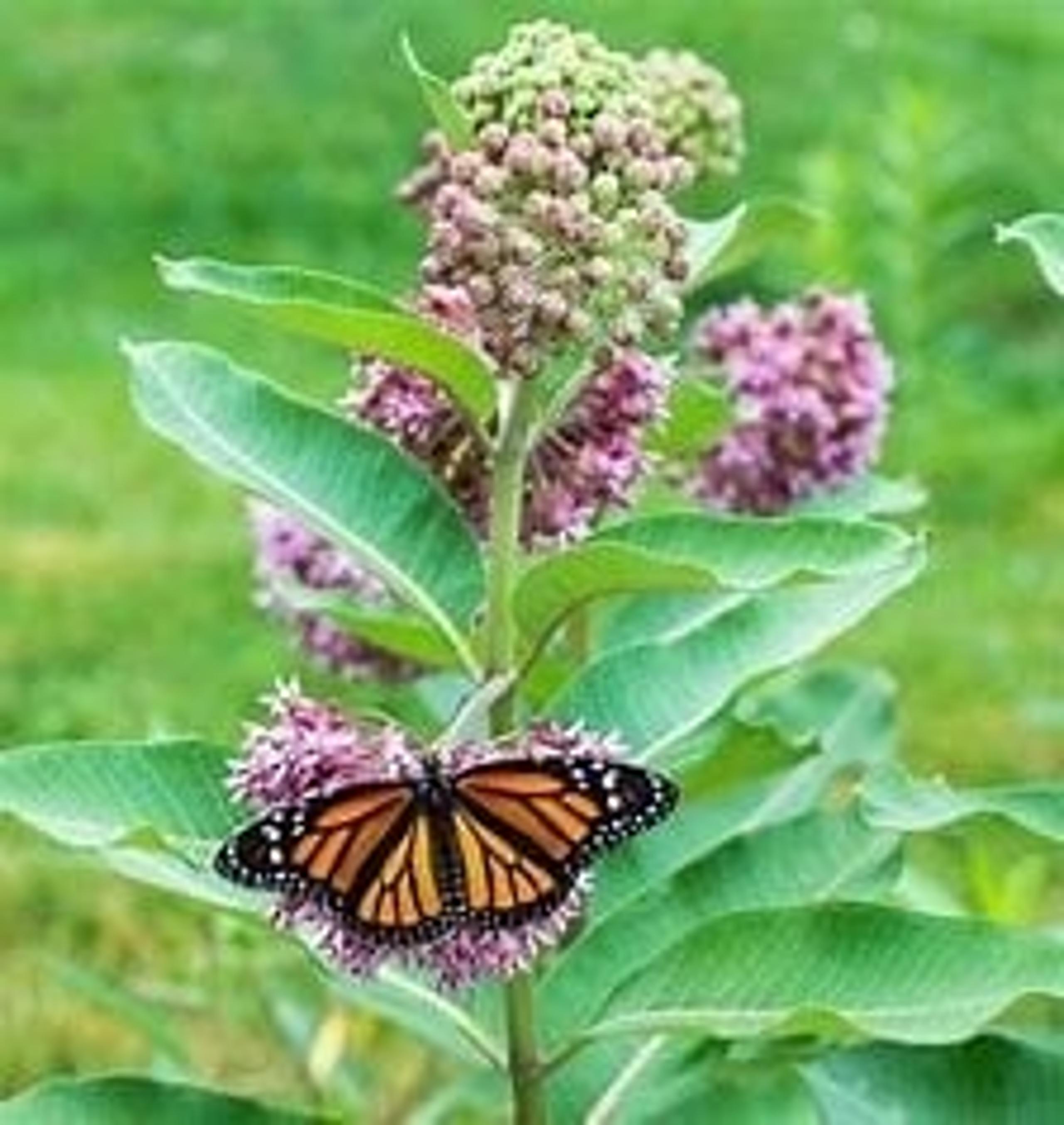 Butterfly Flower Milkweed Seed Pack