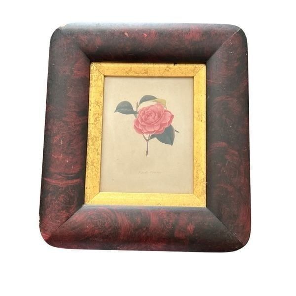 Antique JJ Jung Camellia Anglica Botanical Colored Engraving Floral Print 8