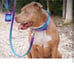 Tactical Dog Collar Heavy Duty, Premium Quality, Thick Durable Medium Sparkpaws