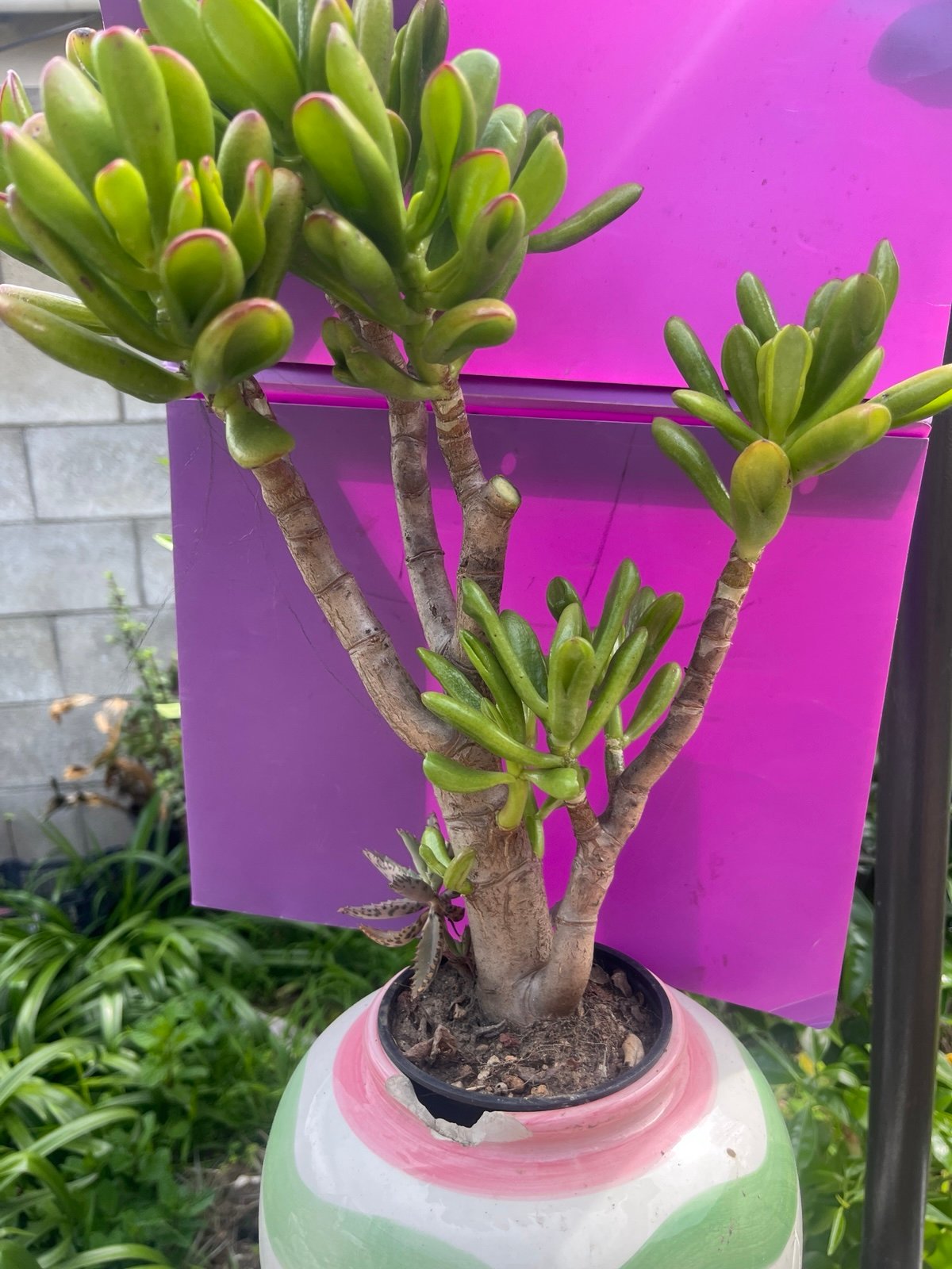 Crassus oblique ’Gollum‘ bonsai tree live rooted