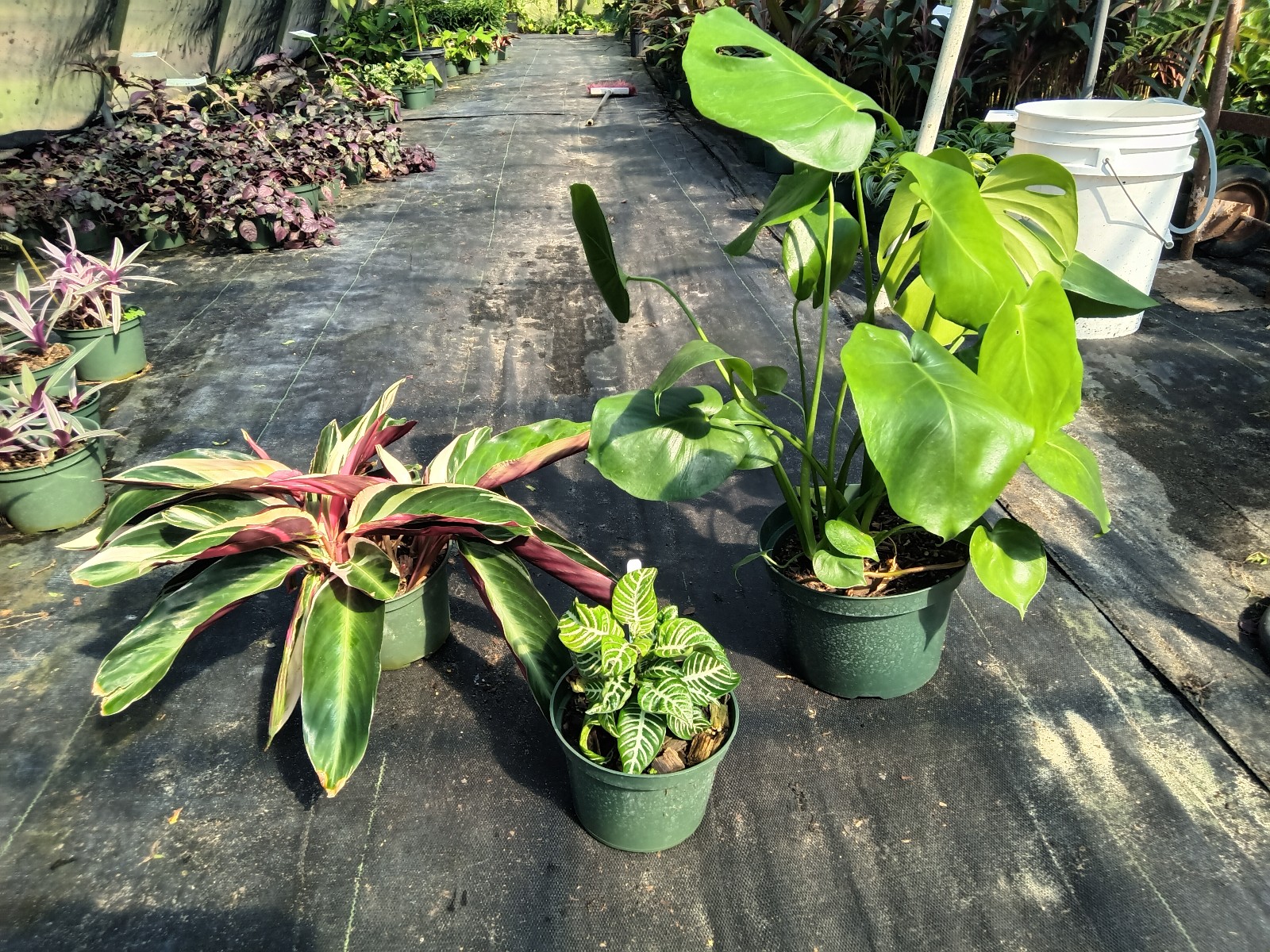 Plant bundle
