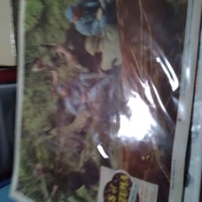 Movie lobby cards