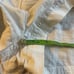 Free People everywhere you go paper bag ecru off white shorts NWT size 12