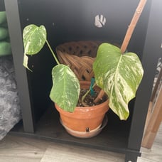 monstera albo variegated