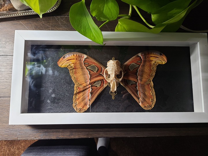 Atlas moth frame / aesthetic home decor