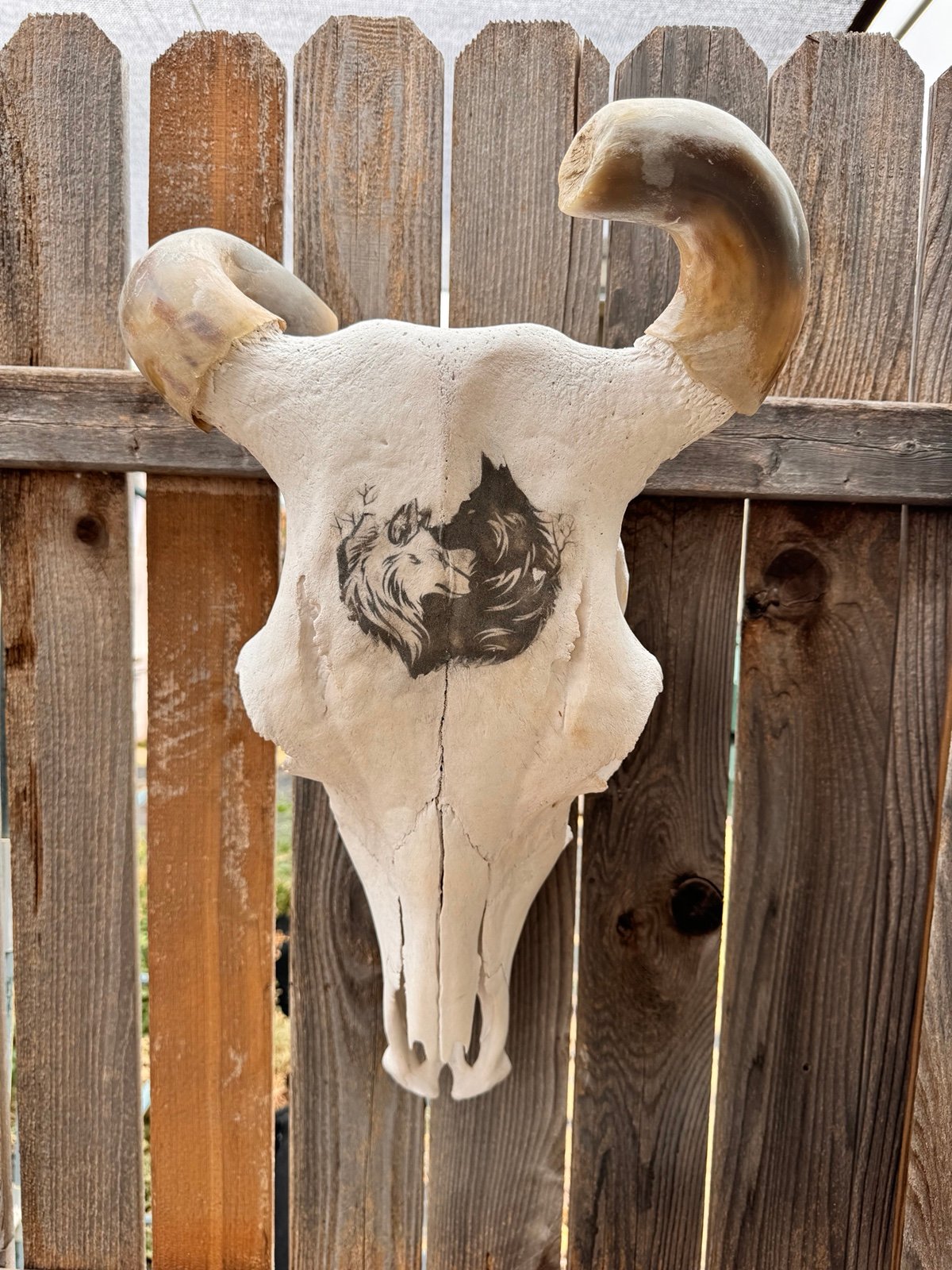 Cow skull #11 western decor