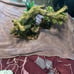 Bearded dragon/Reptile decor