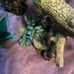 Bearded dragon/Reptile decor