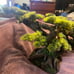 Bearded dragon/Reptile decor