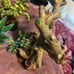 Bearded dragon/Reptile decor