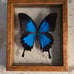 Vintage Blue Papilio Ulysses Butterfly in Frame