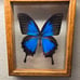 Vintage Blue Papilio Ulysses Butterfly in Frame