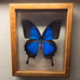 Vintage Blue Papilio Ulysses Butterfly in Frame