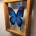 Vintage Blue Papilio Ulysses Butterfly in Frame