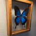 Vintage Blue Papilio Ulysses Butterfly in Frame