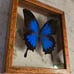 Vintage Blue Papilio Ulysses Butterfly in Frame