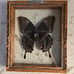 Vintage Blue Papilio Ulysses Butterfly in Frame